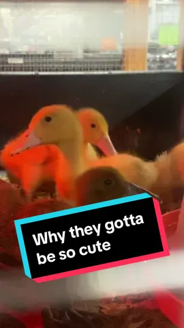Ots so tempting to get babies cuz they are so cute. We did the duck thing before ans they are super messy and the make killed one od my hens.. we dont have enough land for everyone #duckies #babyducks #countrylife #ducktok #countrytok #creatorsearchinsights 