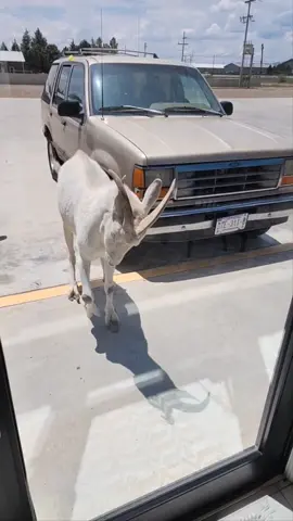 When life gives you a door, break it down-goat style 😂