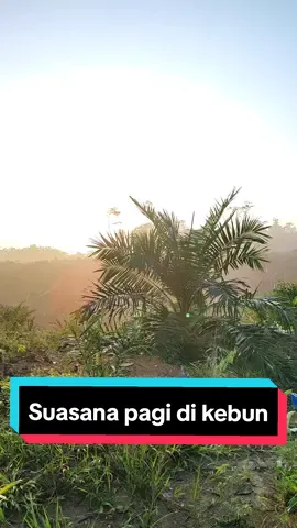 Suasana pagi di Kebun kelapa sawit #petanisukses #petanimuda #petanimilenial #petaniindonesia🇮🇩🇮🇩🇮🇩🌿🌿 #kelapasawit #sawitsumatra #sunrise #fyp #fypシ 
