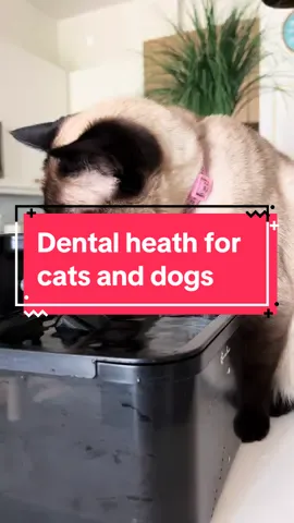 ✨FRESH PET BREATH – Finally say good-bye to dog and cat bad breath with our fast-acting pet bad breath treatment for dogs and cats.  ✨It’s the best, quick & easy cat & dog breath freshener. ✨CLEAN TEETH AND GUMS – The easiest way to clean your pet's teeth! Our veterinarian recommended cat and dog oral care water additive helps fight plaque and tartar for healthy teeth and gums. ✨SKIP THE BRUSHING – That’s right, no more wrestling with pet toothpaste and toothbrushes; just add a capful of our cat and dog dental care liquid to their water bowl each day – it’s that easy! ✨PICKY PET APPROVED – We don't mask with mint or tea tree that can be harmful to dogs and cats. Our Pet Dental Water Additive is odorless and tasteless, so they don't even know it's there. ✨IT WORKS – Trusted by pet parents, our cat and dog dental water additive is made in the U.S.A. with only the highest quality ingredients, and is a pet bad breath eliminator that actually works. @Oxyfresh #petdentalwateradditive #catdental #dogsoftiktok #cat #fypシ゚viral #trending #viral #catsoftiktok #petparent #pethealth #brushteeth #petessentials #cattok #cathealth #dentalcare