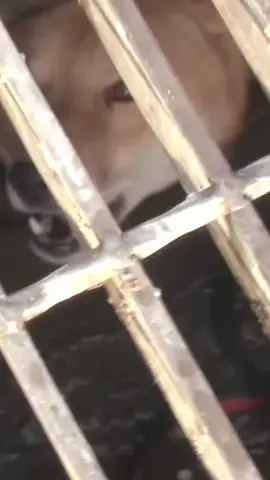 In the cold winter,the puppy accidentally fell into the sewer.🤕🐕#tiktok #foryou #puppy #rescue 