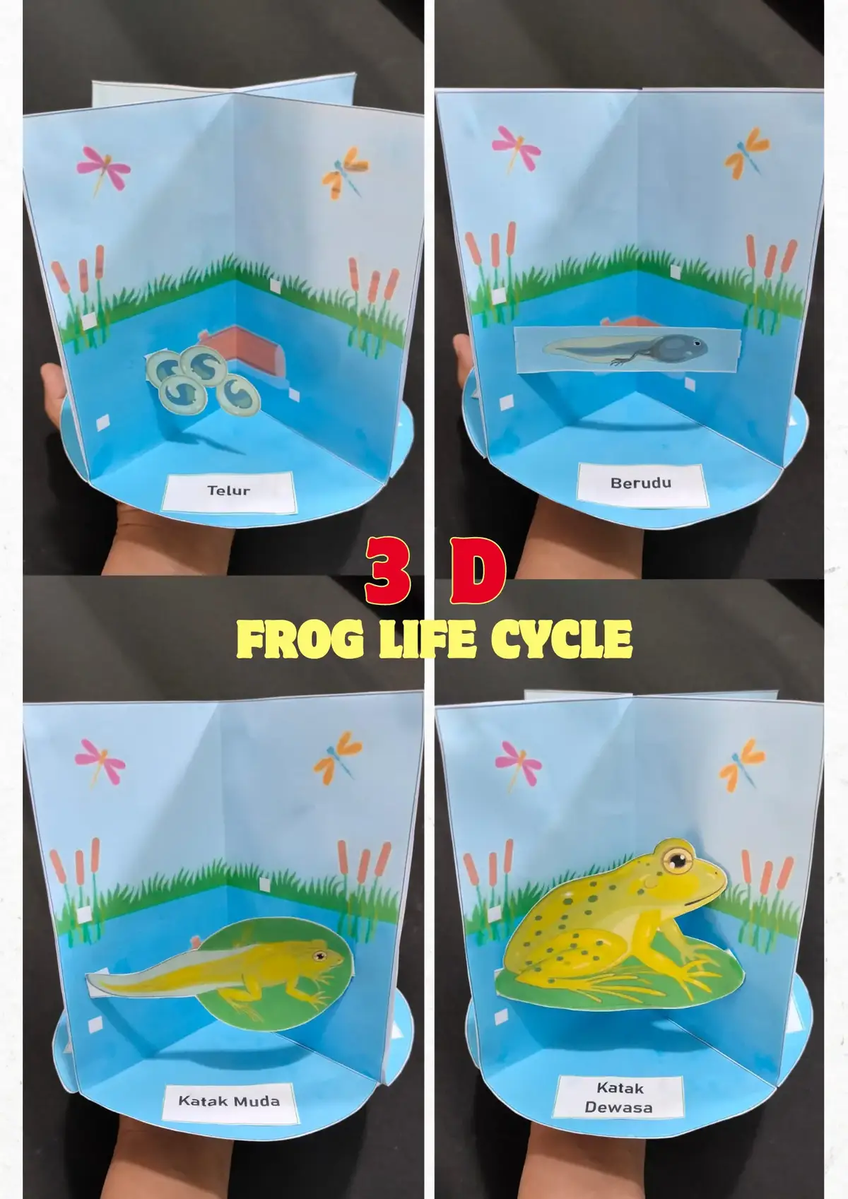 Kemarin ada yang tanya daur hidup kakak, silakan bisa langsung download polanya kemudian ikuti instruksi selanjutnya untuk bisa membuat 3-d frog life cycle. #daurhidup #sains #ipas #sd #guru #gurusd #mediapembelajaran #kurikulummerdeka #merdekabelajar #kelas3 