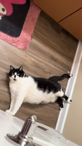 he is a menace ✧.* #cat #fatcat 