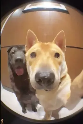 An interesting scene of two dogs ringing the doorbell#funnypets #foryou #fpy #dogsoftiktok #animals #funnyanimals 
