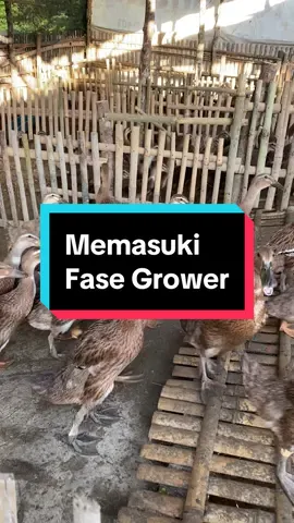 Fase Grower Bebek Petelur  #bebek #telur #egg #duck #kandang #farm #pengusaha #farming #pakan #peternakbebekpetelur #peternak #CapCut 