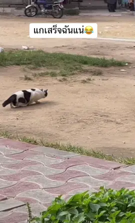 หมดไฟเร็วมาก 55#fyp #แมว #แมวน่ารัก #แมวเหมียว #แมวอ้วน #แมวตลก #แมวส้ม #แมวน้อย #แมวส้ม #แมวดื้อ #แมวตัวโปรด  @sowow9999  @sowow9999  @sowow9999 