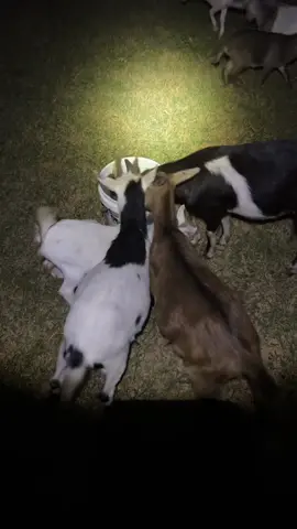 #fy #pygmygoats #goat