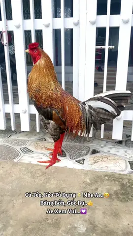 Ae Cần Gà Hú Hí E Nhé! #GàĐáPhạmCường⚔️ #Cường_LaiVungĐồngTháp #ChiếnKêViệt❤️ 