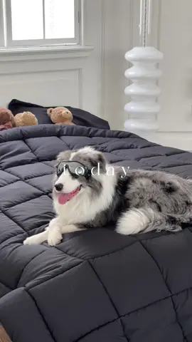 Cozy time with my puppy🐾🧸💭##laborday##labordaysale##cozy##downcool##comforter##comforterset##puppy##fypシ゚viral##homegoods##fypage##bear