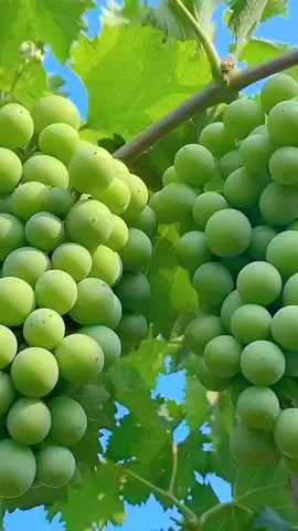 kebun anggur #viralvideo #bibitbuah #kebunbuah 