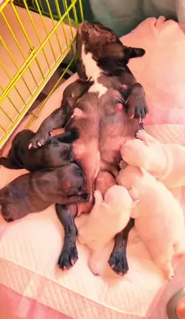 #french #animals #pet #frenchies #pets #PetsOfTikTok #frenchiebaby #cute #cutepet #cutebaby #pup #frenchbulldog #puppy #puppy #frenchies #puppies #puppytiktok #frenchiepuppies #dog #doggo #frenchiepuppy #doglove #fun #funnyvideo #dogsoftiktok #fyp 