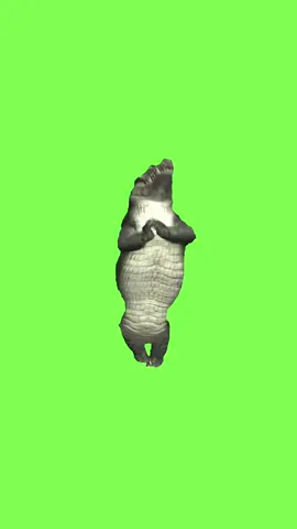 Green Screen Dancing Crocodile Meme #crocodile #alligator #dance #dancing #meme #memes #viral #fyp 