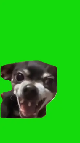 Dog Laughing meme green screen capcut template #dog #laughing #greenscreenmeme #capcuttemplate #CapCut 