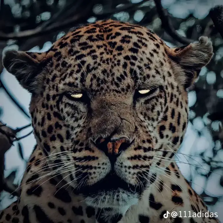 #👑 #اكسبلور #اسيوط_سوهاج_قنا_الاقصر_اسوان_المنيا #اسياد_العالم🌏🔥 #الصعيد_يا_دولة #مصر #