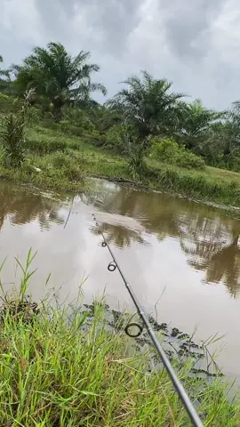 #lewatberandatiktok #fypcasting #casting #pelaihari #tanahlaut #kalimantanselatan #mancingmania #lewatberandamufypシ゚viraltiktok #lewatberandafyp #gabus #sambarangabus #fypシ゚viral  #sambaranikan 