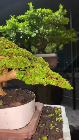 ✂️  di PRESS kan lagi 🥰☕️