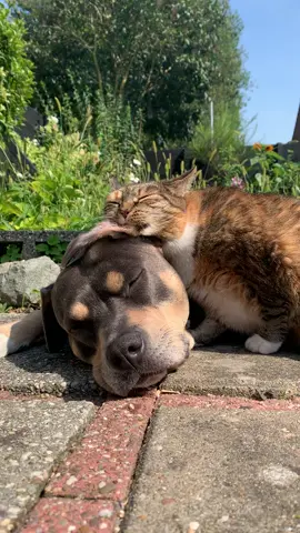 oh sweet ones..🌸🌻♥️🌞#dogsoftiktok #catsoftiktok #sunshine #cuddle #lovee #staffy #pip #gypsy 