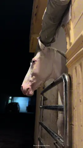 Sohna Makhra🐴 #punjab #foryou #foryoupage #horse #horses #horselover #unfrezzmyaccount #hassanphotographyfilms 