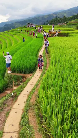 Mùa lúa xanh trên Ruộng Bậc Thang #hmong #mucangchai #xuhuong #travel #ruongbacthang #tour #xuhuong #localguide #trainghiem 