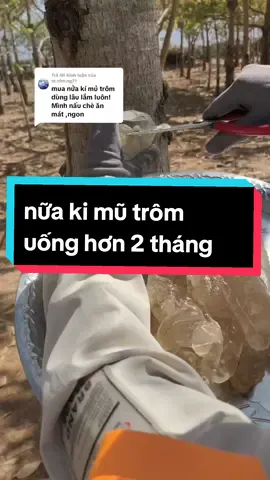 Trả lời @m.nhn.ng71 nữa ki mủ trôm khô uống 2..3 tháng luôn ha mũ ngon sạch #xuhuigtiktok #giainhiet #thinhhanh #mủtromgiainhiet #mủtromsach #mutrom #mutromphanrang #tt #quehuong #thietnguyen191196 #xuhuong #videongan #xuhuingtiktok #mutromsach #AnCungTikTok 