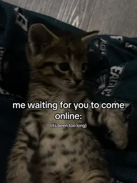 ITS BEEN YEARS POOKIE BEAR 🙁 #fyp #kittensoftiktok #kitty #kitten #fyppppppppppppppppppppppp 