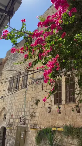 #البلدة_القديمة #نابلس #فلسطين #جنين_نابلس_طولكرم_رام_الله_فلسطين #طولكرم_فلسطين_سلفيت_نابلس_جنين #بيت_لحم #اكسبلور #explore #video #fyp #trending #palestine #nablus 
