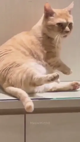 Should I get a dog?🤣#cat #cats #fyp #funnyvideos #funnycat #funnyanimals #funnytiktok #foryou #foryoupage #catsoftiktok #catsmoves #kitten #pet #tiktokcats #usa #usa_tiktok 