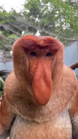 #pourtoi #singe #bruit #sound #funny #animal #viral #zoo 