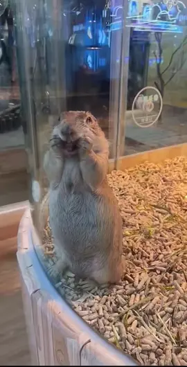 You think you can beat me?  #marmot #cuteandfunny #sillyanimals #animals 