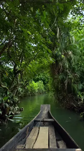 Gliding through the wild beauty of Ratargul.                                    #rahulreels #bangladesh #fyp #river #nature #green #boat #swampforest #sylhet 