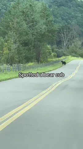 We spotted a bear leaving my boyfriend’s patents house.#bear #blackbear #salemancany #alleghenystatepark #bears #fyp #fypage #fyppppppppppppppppppppppp 