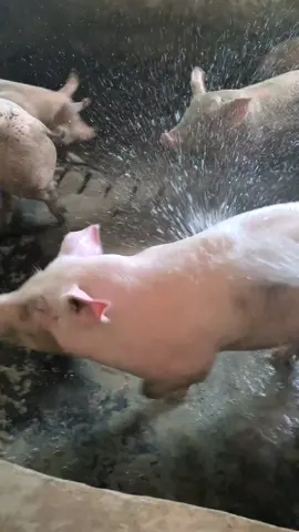 Piggy Spa#piggy #relaxingvideos #satisfyingvideo #piggypiggy #pig #piggyspa #funny #pigbath #fypage #funnyvideos #interesting #relax #pigs #pov #relaxing 