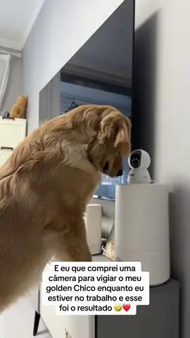 Ta me vendo mamãe? 🤣❤️ #fy #golden #goldenretriever #cachorros #cachorrosengraçados #cachorrosengraçados 