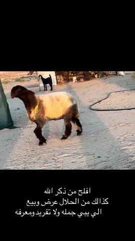 افلح من ذكر الله 🌹#youtube #الشعب_الصيني_ماله_حل😂😂 #اكسبلورexplore #صنف #غنم_نعيم 