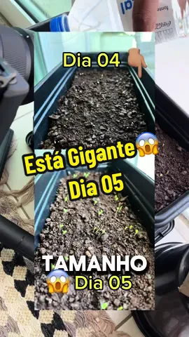 O que vocês acharam dessa evolução? #alface #horta #apartamento #cultivoindoor #vaiprofycaramba 