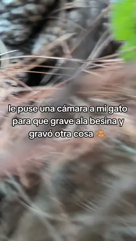 el gato #perfume #climax #ponciador 