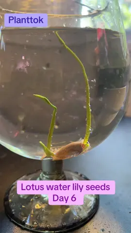 Ive been having fun with these - an interesting houseplant thats easy to start.   #PlantTok #plants #plantsoftiktok #seeds #houseplants #houseplantsoftiktok #propagation 