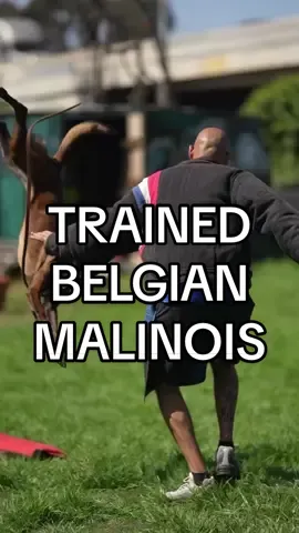 POV: your dog is a weapon🔥 shout out to everybody who helped me build Beretta into who she is today! you know who you are ✨ #belgianmalinois #DogTraining #bitework