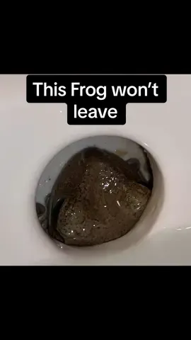 Week 6 and our Frog still won’t move out. #frog #kermitthefrog #plumbingservices #florida #sink #unwantedguest 