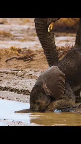 #wildlifeanimalvideos #elephant #animalsworld #nature #foryourpage