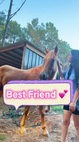 Having horses after years of dreaming of having one makes loving and appreciating them so much different when you finally do 💕💕🐴 #quarterhorse ##horsesoftiktok 