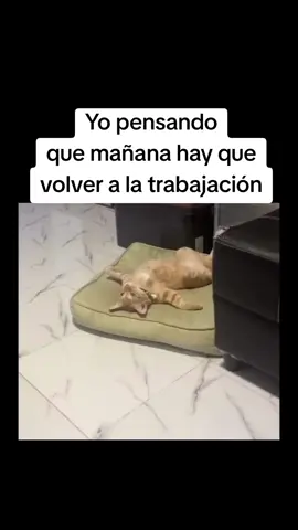 ¡Que rápido pasa el fin de semana! 🥲 #cat #catsofinstagram #catlover #catlife #catlovers #catholic #cats #catsofinstagram #gatos #gato #cara #humor #humornegro #humorlatino #réel #reelsinstagram #reels #reelsvideo #reel #reelsviral #reelsinsta #trendingreels #trend #trending #Viral #viralreels #viralvideos #Meme #MemeCut #CapCut #gatos #catsofinstagram #michis #catlife #gatitos #cutecat #catlover #cats #gatosinstagram #kitty #kitten #kittenstagram #catlife #catstagram #catlovers #catlove #catgram #gatos #gatosdeinstagram  #gatoslindos #liketime #likeme #likecat #gatos #gatosdelmundo #gatosdoinstagram #tiktok  #gatitos #gatitosbebes #cats #catsofinstagram #cat #michis #michismemes #michistiernos #gatoschistosos #Love #CapCut #fyp #fypage #fyp #videodegatos #catlovers #catslovers #cat #catsoftiktok #cats #foryou #Viral #gatosdetiktok #catmeme #catmemes #fyp #fypage #fypシ #fyppppppppppppppppppppppp #fypviralシ #tiktok #tiktokindia #viraltiktokvideo #viraltiktok #viralvideo #foryou #foryoupage #paratii  #gato #videodegatos #buenosdias #buenasnoches #buenasnoches♡  #trabajo #pensando #pensativo #findesemana #weekend 