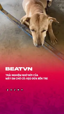 Nhai nhữ nhậy nhí #beatvn #BEATNetwork #beatoflife #hoangacid 