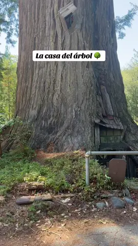 Explorando por California #bosque #arboles #lacasadelarbol #explorandoporelmundo #explorando #california #vacaciones 