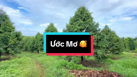 Ước mơ của tui là được vườn sầu riêng như vậy này... 😂😂 #sâurieng #sầuriêngri6 #sầuriêng #nôngnghiệp #nôngdân #xuhuong #93binhphuoc 