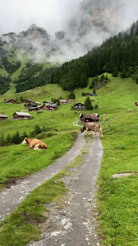 Switzerland 🇨🇭 #switzerland #PlacesToVisit #cows #loveswitzerland🇨🇭🇳🇵 #schweiz🇨🇭 #nature 