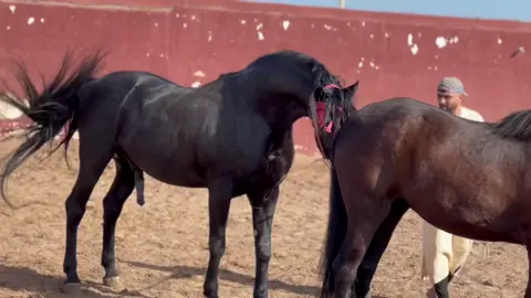 أشهر تزاوج بين الخيول : بنت شاميخ وداروك  خيول ملكية ديال بصح واش كاين المليح ♥️♥️♥️ الله يصلح #الخيل #التبوريدة #الخيول_عربية_اصيلة #الفرسان_المغرب #الجزائر #المغرب #سطات #الدهم #الخيول #التبوريدة_المغربية_ألاصيلة_التراث_المغربي_الاصيل #احصان #المغرب #الحزائر #تونس #ليبيا #مصر #المغربالعربي #التبوريدة_تراث_شعبي_مغربي_أصيل #التبوريدة #موسم #بوزنيقة #الخيل #الخيل المغربي#اكسبلور #هاشتاق #موسم_سيدي_عبد_الله  #الخيل #الخيل_العربية #الخيل_العربيه #الخيل_العربي #جموح_الخيل #ركوب_الخيل #الخيل_الاصيل #الخيل_المصرية #عشقي_الخيل #الخيل_العربي_الأصيل #الخيل_العربية_الاصيلة #الخيل_عشقي #الخيل_معقود_في_نواصيها_الخير #الخيل_العربي_الاصيل #سباقات_الخيل #الخيل_عشق_لاينتهي 