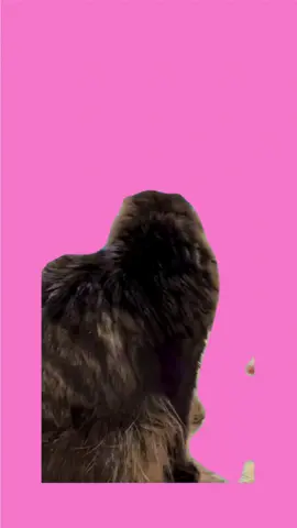 #кот #cat #catmeme #catmemes #шок #shock #удивлен #surprised #мем #memes #scary 