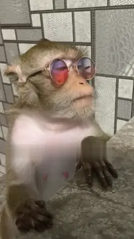 🌴🐒 Just a cool monkey living its best life in shades! 😎  #MonkeyStyle #CoolMonkey #SunglassesFashion #AnimalVibes #TikTokAnimals #FYP 