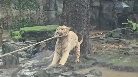 Màn so tài gây cấn 